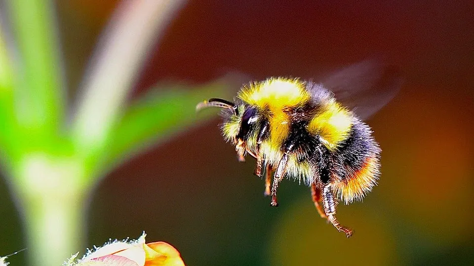 Rubrik_Naturschutz-Hummel-pixabay-bumble-bee-2361336_960_720